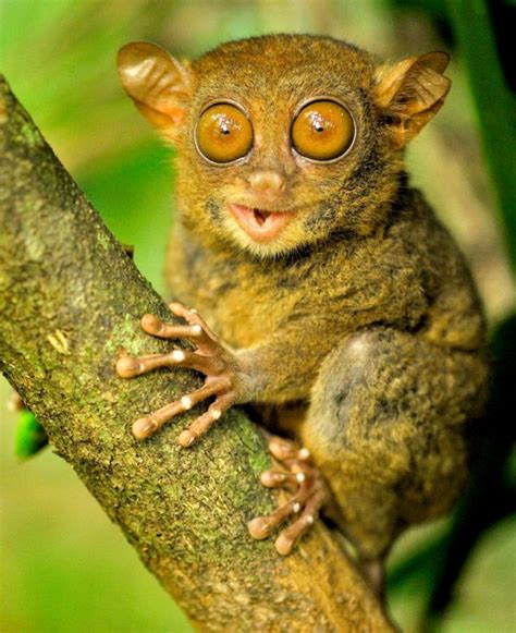 Who you looking at? Tiny primate uses his big eyes to spot up his dinner from his perch | Daily ...