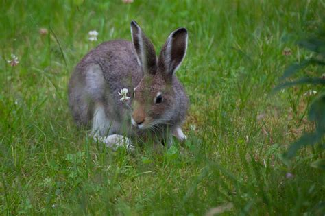 Wildlife in Norway – The Leirdal Blog