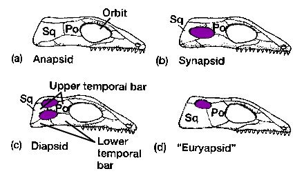 Pterosaurs to Birds: Skulls