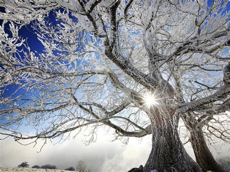 Winter Tree Wallpapers - 4k, HD Winter Tree Backgrounds on WallpaperBat