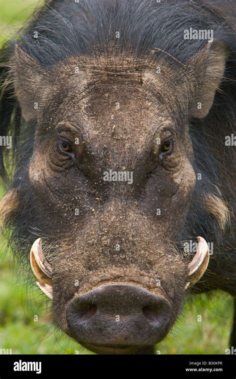 Wild pig wild boar tusks hi-res stock photography and images - Alamy