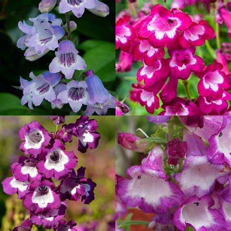 Penstemon- Sensation Mixed seeds | The Seed Collection