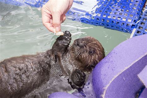 How Aquariums Can Actually Save Animals in the Wild - Newsweek