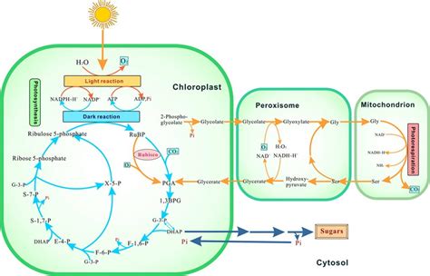 plant metabolism - spring-lake .net