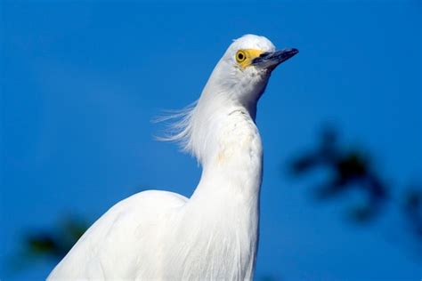 Premium Photo | Great egret closeup in its natural habitat