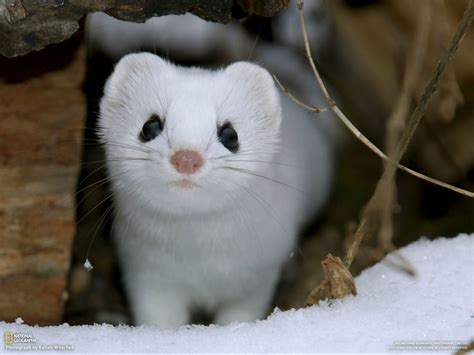 adorable snow ferret. : aww