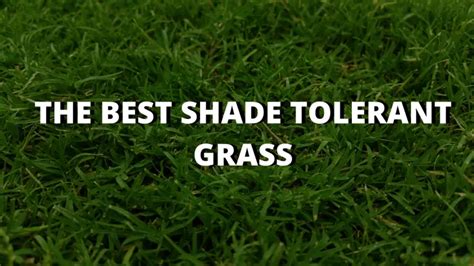 Best Shade Tolerant Grass | 5 Grass Types That Grows in Full Shade