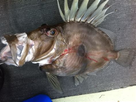 John Dory The Fish | Japanese Anglers Secrets