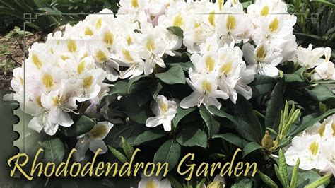 Planting a small Rhododendron garden | Rhododendron Ponticum Variegatum ...