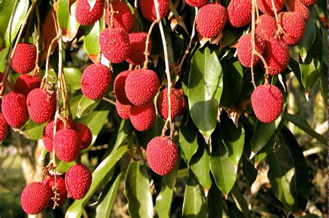 Growing Litchi Tree in Containers | How to Grow Litchi in Pot