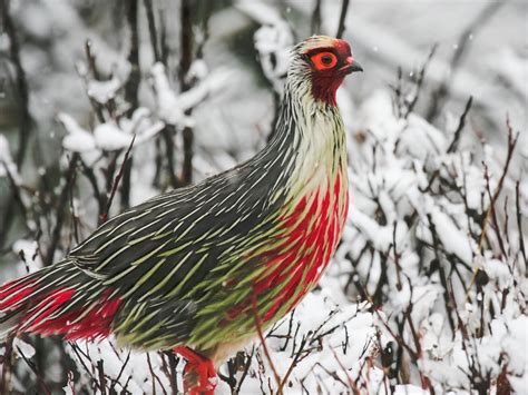 Bird watching tour in nepal, birding in kathmandu, birds of nepal, birds of nepal photos, nepal ...