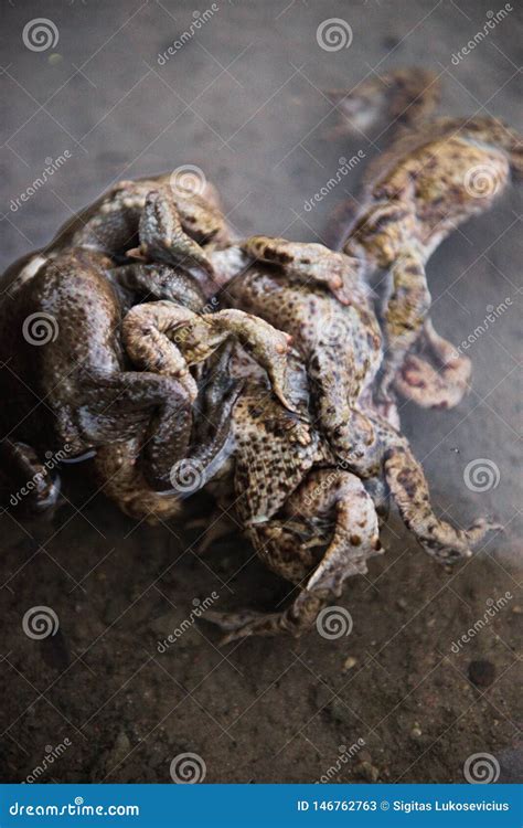 Group of Frogs in River during the Breeding Season Stock Image - Image of love, brown: 146762763