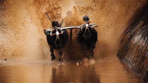 Kambala Festival 2024 - Dates, History, Major Attractions | Adotrip