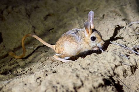 Jerboa Stock Photos, Pictures & Royalty-Free Images - iStock