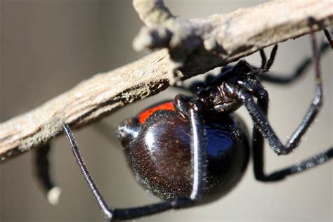 File:Black Widow Spider California.jpg - Wikimedia Commons