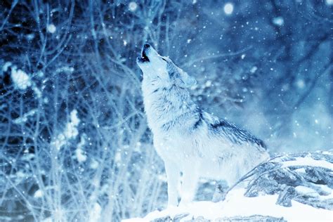 Wolf Pack Howling Wallpaper