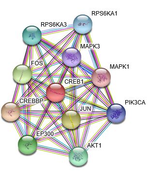 CREB Protein Overview | Sino Biological