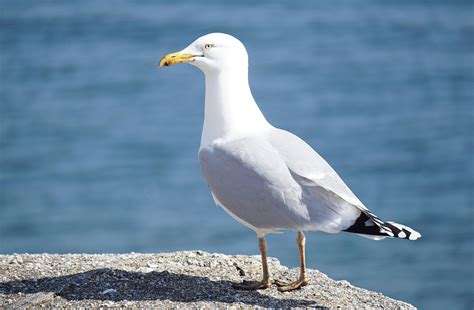 Seagull Facts & Info - Animal Corner