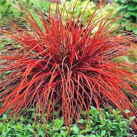 Red SEDGE GRASS Firedance Uncinia Rubra Evergreen 20 200 or - Etsy ...