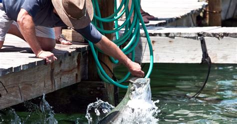 Discover Hand-Feeding Tarpon in The Florida Keys – Trips To Discover