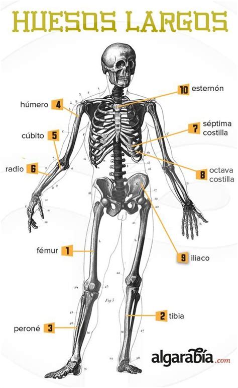 Huesos Largos Nombres