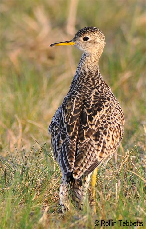 Upland Sandpiper | Vermont Center for Ecostudies