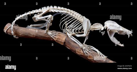 Common Opossum Skeleton, also called the North American opossum or ...