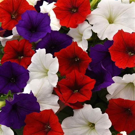 Easy Wave Spreading Petunia The Flag Flower Seed Mix