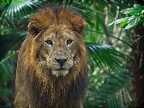 Leão de juba preta: descubra o que está por trás da característica | Biologia Aplicada | Vida de ...