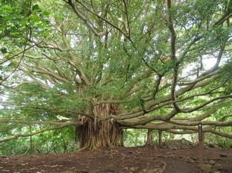 World's Widest Banyan Tree - Botanical Garden, Howrah, West Bengal The ...