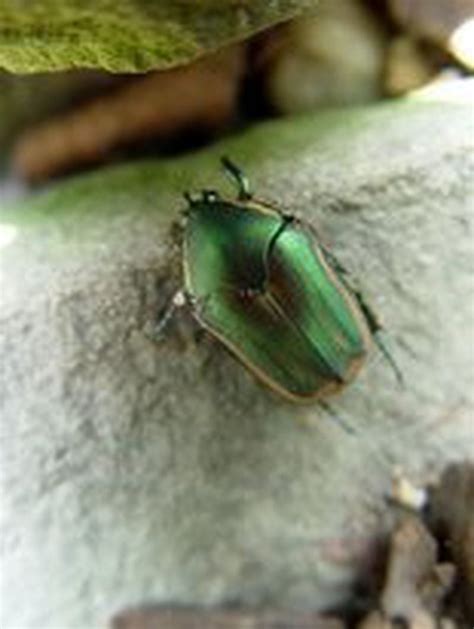 Big green beetles are swarming and killing the grass - pennlive.com