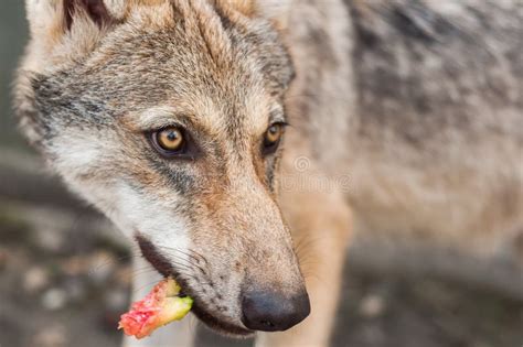 Wolf puppy eating stock photo. Image of isolated, beast - 109952474