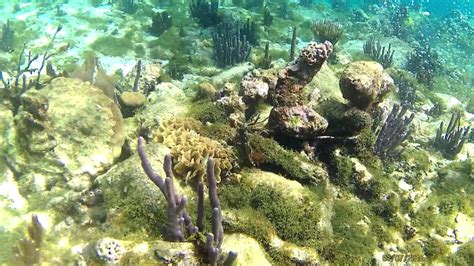 Snorkeling Belize Barrier Reef - YouTube