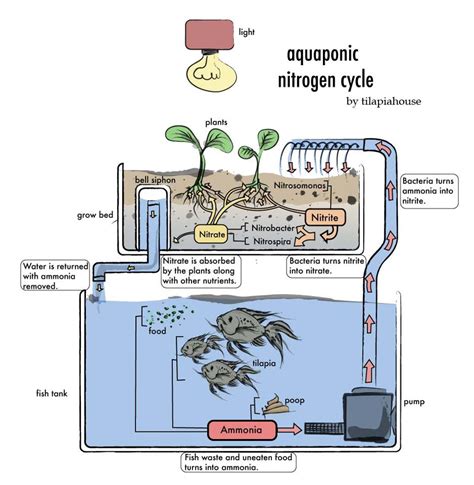 Home Aquaculture Backyard Fish Farming : My Diy Aquaponics System