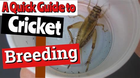 Breeding Crickets: A Quick Guide - YouTube