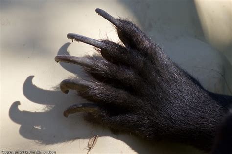 Sun Bear Paw and Claws | Flickr - Photo Sharing!