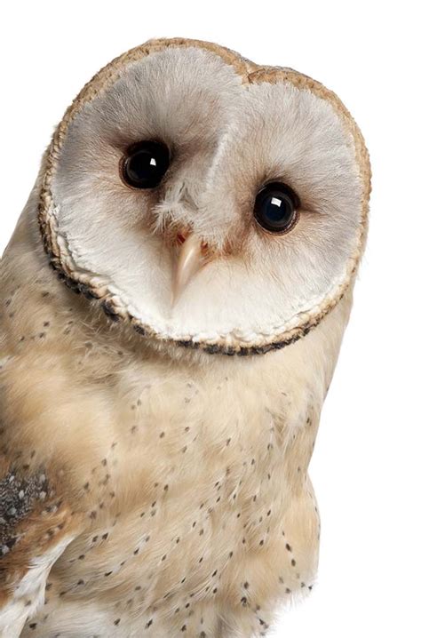 Barn Owl Facts for Kids - The Facts Vault