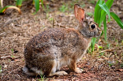 Wild Rabbit Wildlife Bunny - Free photo on Pixabay