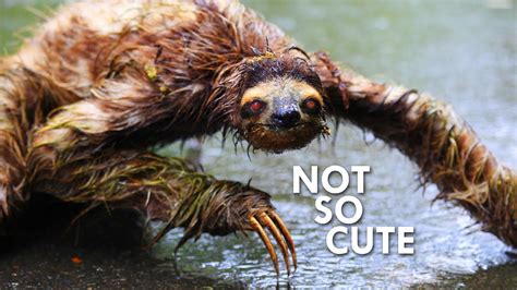 Sloths Have Algae Growing on Their Coats, They're That Slow - Sloth Of ...