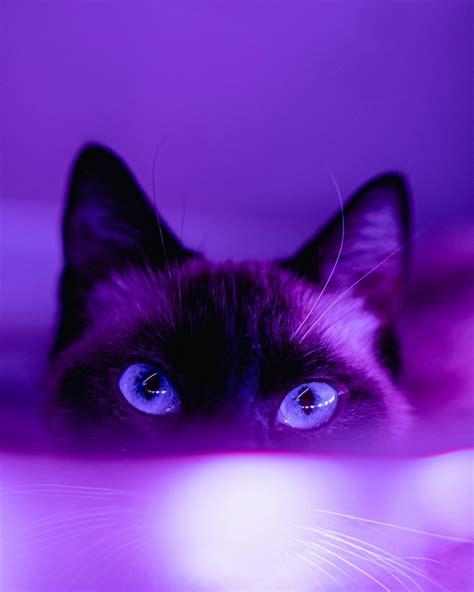 black cat in pink background photo – Free Purple Image on Unsplash