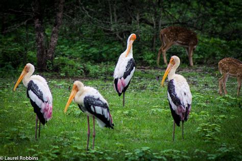 Yala National Park Sri Lanka: The Best Safari