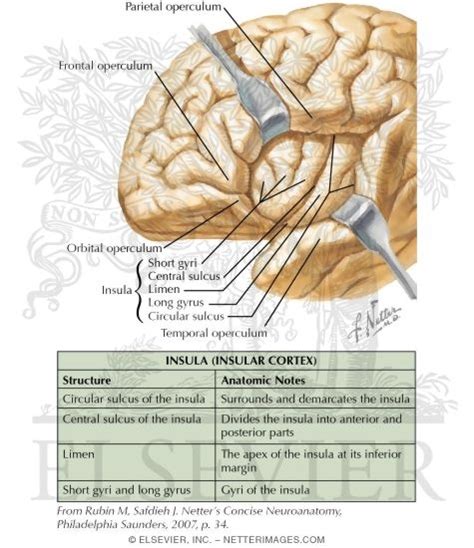 Insula (Insular Cortex)