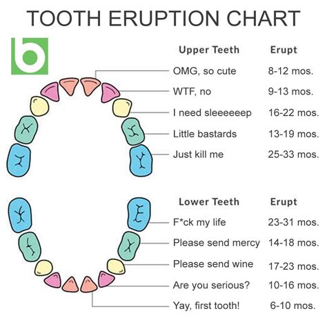 Tooth Eruption Chart Josie Dovidio Dds Teeth Eruption Chart Teeth ...