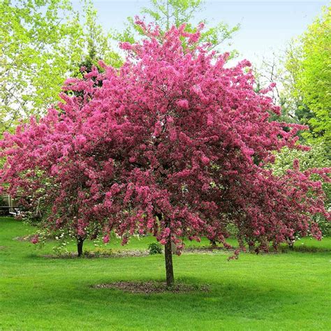 Prairifire Crabapple Trees for Sale | BrighterBlooms.com