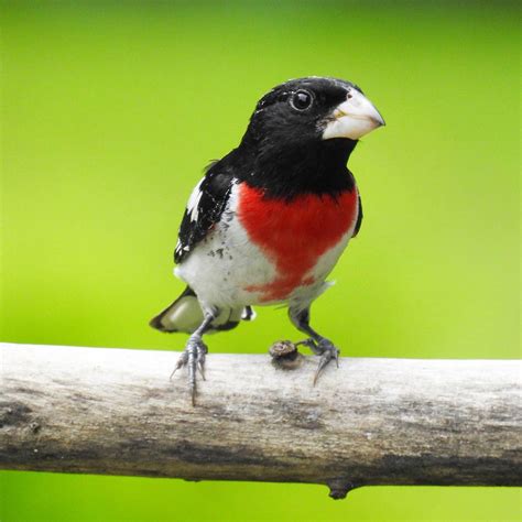 Branch Portrait of Male Rose-breasted Grosbeak - intoBirds