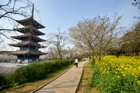 Wuhan's East Lake Cherry Blossom Park 东湖樱花园