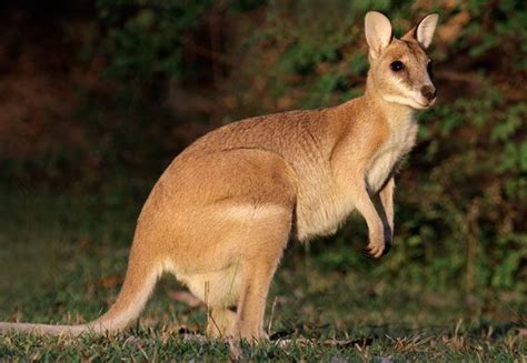 Kakadu National Park Animals | Kakadu National Park | Kakadu national park, Australia, Pet parent