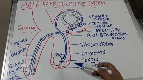 Male Reproductive System Duct System