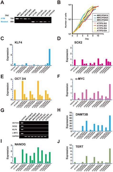 (A). Expression of intact and mutated ATM gene in MRC5-iPS and AT-iPS... | Download Scientific ...