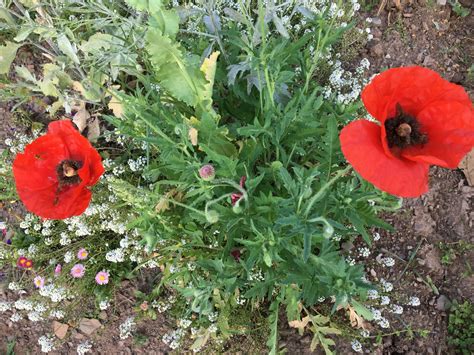 Buy Red Poppy Seeds - BloomyBliss